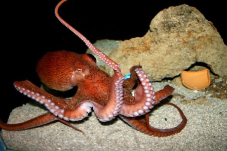 Enteroctopus dofleini