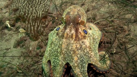 Octopus bimaculoides