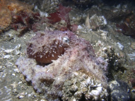 Octopus rubescens