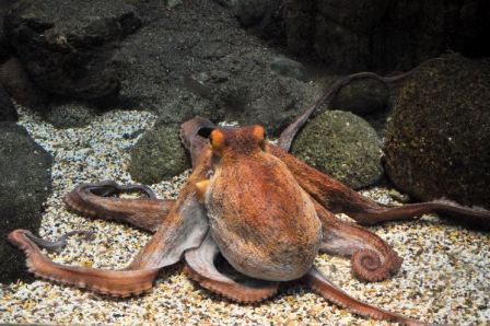 pulpo (10)