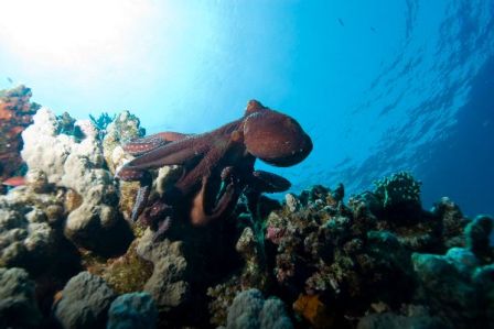 pulpo (12)