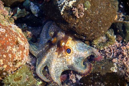 pulpo (2)