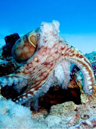 pulpo (5)